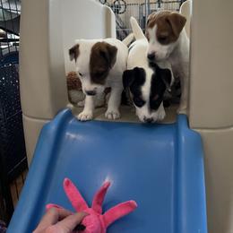 Jack Russell Terrier Puppies from Shavano Creek Jack Russell Terriers, LLC