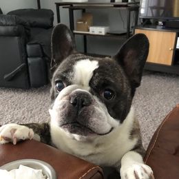 Harvey - French Bulldog