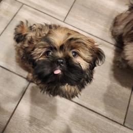 Shih Tzu Puppies from Shih Tzus of Gilbert