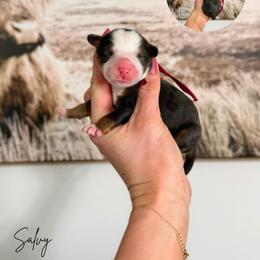 Salvy - Blue merle male Bernedoodle puppy in Wamego, Kansas from Doodles of Oz