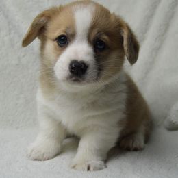 American Corgi and Pembroke Welsh Corgi Puppies from Wildlings & Wild Things Homestead