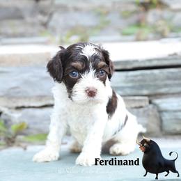 Ferdinand - Brown white and tan male Cockapoo puppy in Canastota, New York from Silver City Cockapoos