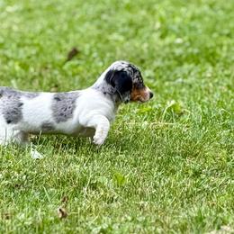 Cara - Dapple female Dachshund puppy in Three Rivers, Michigan from Michiana Dachshunds