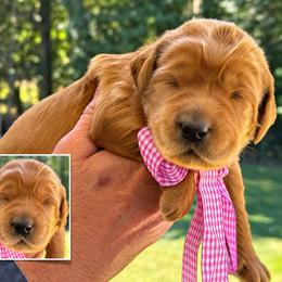 Miss Pink Collar - Gold female Australian Labradoodle puppy in Wake Forest, North Carolina from Lucky Country Labradoodles
