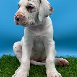 Ursula - Blue and white female Great Dane puppy in Grand Junction, Colorado from Top Brackett Danes