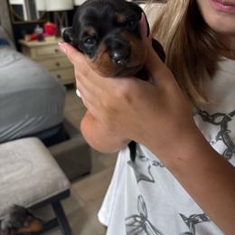 Minnie - Black and tan female Dachshund puppy in Tomball, Texas from Gutierrez House of Doxies