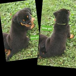 Girl 1 - Black and mahogany female Rottweiler puppy in De Witt, Iowa from Irish Eyes Kennels