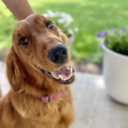 Hadley - Golden Retriever
