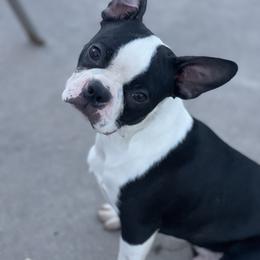 Taco - Boston Terrier