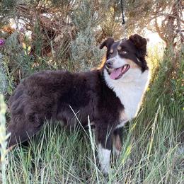 Sugar - Australian Shepherd