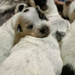 Australian Cattle Dog Puppies from Kurczak Farm LLC