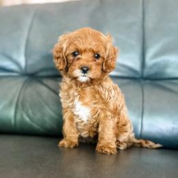 Spark - Red female Cavapoo puppy in Saint George, Utah from Fitzdoodles