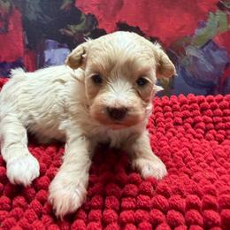 Princess - Apricot female Maltipoo puppy in Lawrenceburg, Tennessee from LUV Poodles and Maltipoos