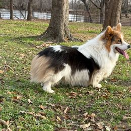 Bisbee Blue - Pembroke Welsh Corgi