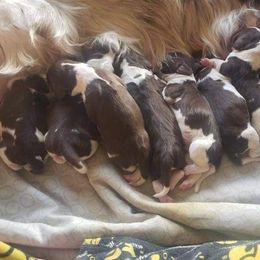 English Springer Spaniel Puppies from 31 Pines Springers & Retrievers