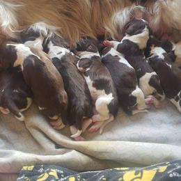 English Springer Spaniel Puppies from 31 Pines Springers & Retrievers