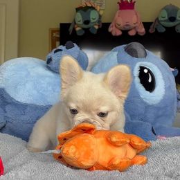 French Bulldog Puppies from LCBMM