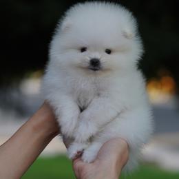 Boy 1 - White male Pomeranian puppy in Denver, Colorado from Diana's Pomeranians