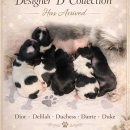 Dior - Black female Shih Tzu puppy in North Port, Florida from MarQue Shih Tzus