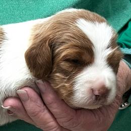 Pink boy 1 - Orange and white male Brittany puppy in Floyd Knobs, Indiana from Cross Creek Brittanys