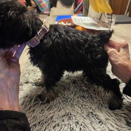 Miniature Schnauzer Puppies from Aljamar and suelen
