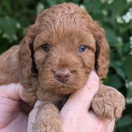 Hickory - Red male Cavapoo puppy in Coshocton, Ohio from Forever Family Puppies