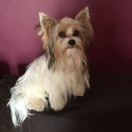 Yorkshire Terrier All Grown Up from Sauty Dog Yorkies