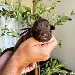 Jackpot - Chocolate male Labrador Retriever puppy in Amery, Wisconsin from Cornerstone Retrievers