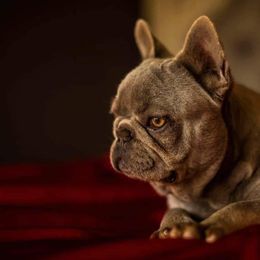 French Bulldogs from Candy Coated Canines