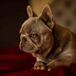 French Bulldogs from Candy Coated Canines