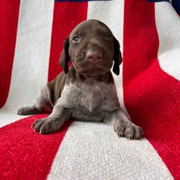 Bullet - Liver roan male German Shorthaired Pointer puppy in Dugspur, Virginia from Pilgrims Trails Shorthairs