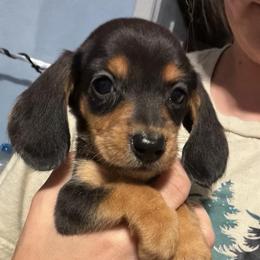 Jill - Black and tan female Dachshund puppy in Onalaska, Texas from Smokey Pines Dachshunds