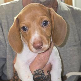 Pixel - Piebald male Dachshund puppy in New Caney, Texas from BouncinMiniWeenies