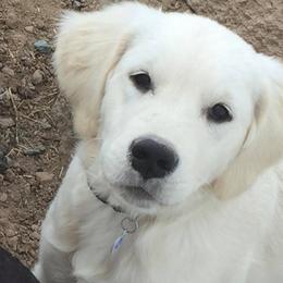 Labrador Retrievers from Pebble Beach Labrador Retrievers