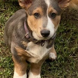 American Corgis and Pembroke Welsh Corgis from Corgis of the Heart