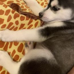 Siberian Husky Puppies from Betty's Huskies