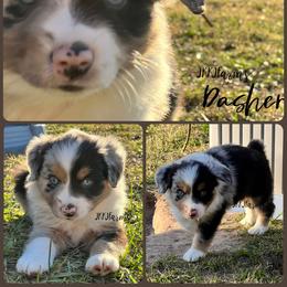 (1) Dasher, BMM - Blue merle male Miniature American Shepherd puppy in Huntington, Texas from JKKJ Farms