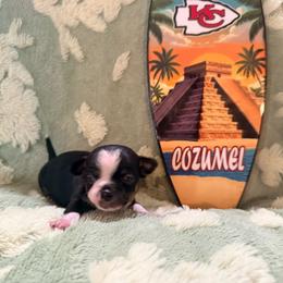 Blackbeard - Black and tan male Chihuahua puppy in Seneca, Missouri from Stephanie’s Puppy Colony