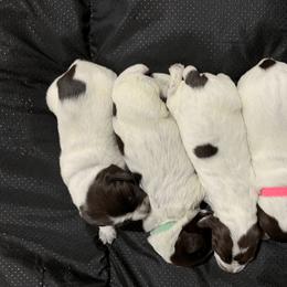 Wirehaired Pointing Griffon Puppies from Happy Hollow Griffons