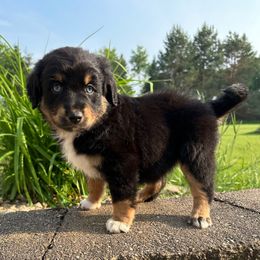 Jasper - Black tri male Miniature Australian Shepherd puppy in Dalbo, Minnesota from JW Ranch Aussies