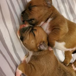 Staffordshire Bull Terrier Puppies from Melissa's Pups