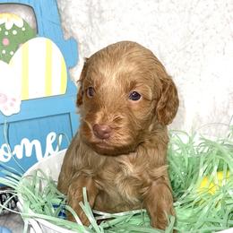 Girl 2 - Goldendoodle puppy in Miami Dade County, Florida from RoyalPaws_Miami