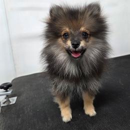 Twinkle Toes - Wolf sable male Pomeranian puppy in Kempner, Texas from Heart Of Texas Pom's