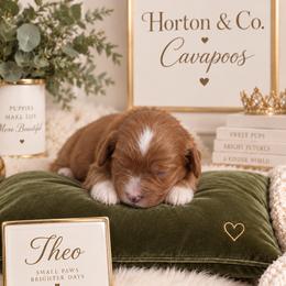 Theo - Red male Cavapoo puppy in Theodore, Alabama from Horton & Co. Cavapoos
