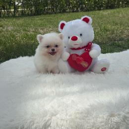 Baby Coco - Cream sable male Pomeranian puppy in Naples, Florida from Puppies Forever 💙❤️🐶