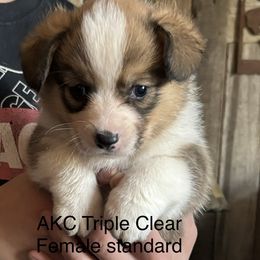 American Corgi and Pembroke Welsh Corgi Puppies from Linda Berkes