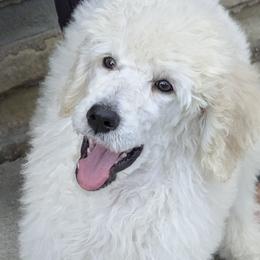 Poodle Puppies from Standard Hearts
