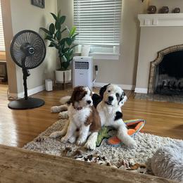 Saint Berdoodle Puppies from Country Manor Saint Berdoodles