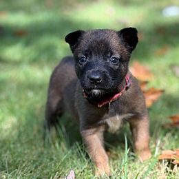 Raya - Fawn female Belgian Malinois puppy in Linwood, Michigan from Gillis Malinois LLC