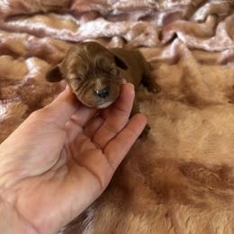 Ruby - Ruby female Cavalier King Charles Spaniel puppy in Knoxville, Tennessee from Rocky Top Cavapoos
